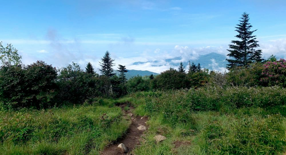 discover Andrews Bald for a kid-friendly hike in the smoky mountains