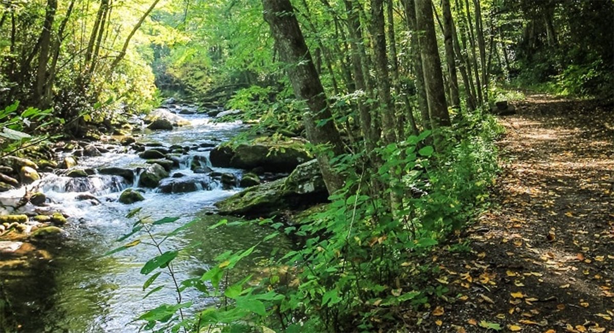 take your family to Gatlinburg Trail, a kid-friendly hikinh trail near pigeon forge