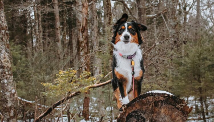 Pet friendly Smoky Mountains