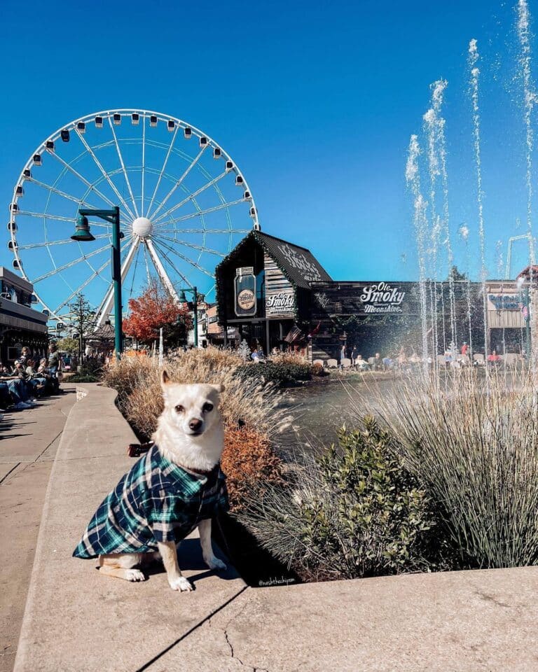 Pet friendly wineries and distilleries in Pigeon Forge