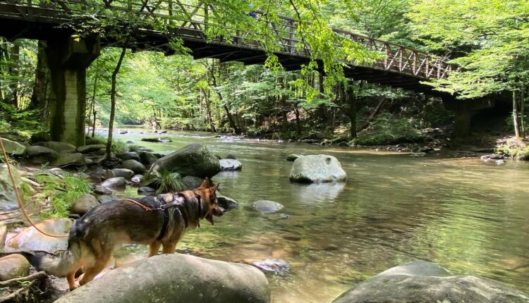 Take your dog for a scenic hike or drive in the Smokies