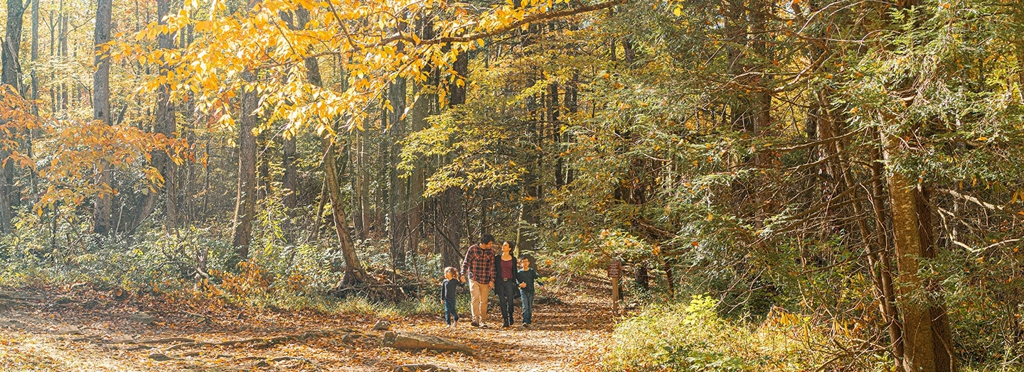 Foliage | Great Smoky Mountains National Park