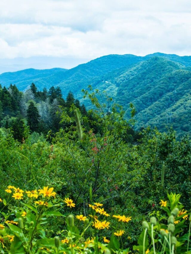 Where to See Spring Wildflowers in the Smoky Mountains