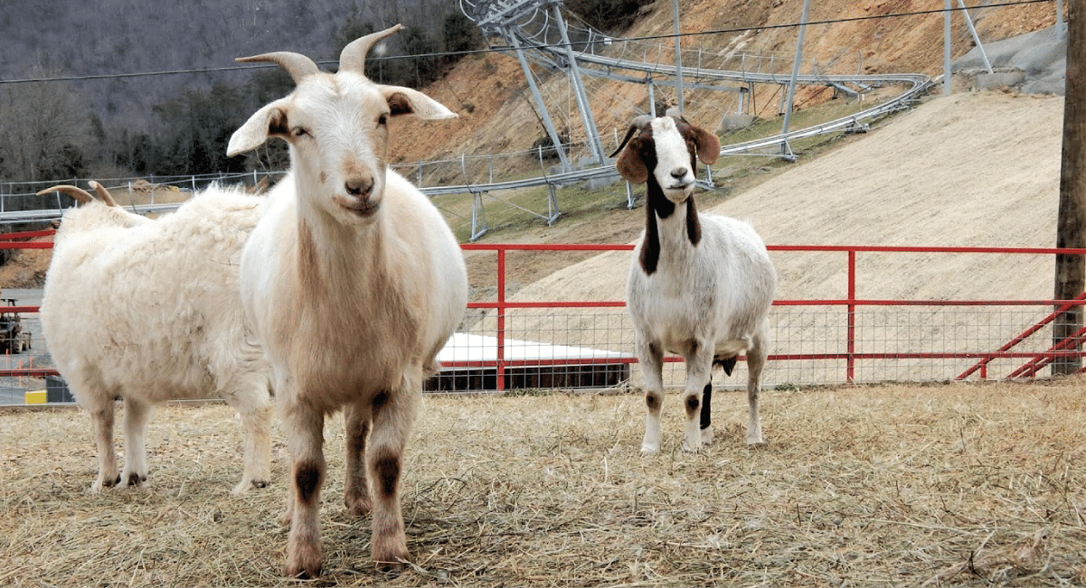 Goats on the roof in pigeon forge