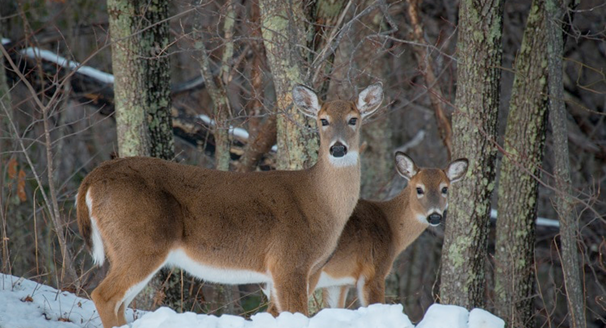 Spot deer and other wildlife during winter hikes in the Smoky Mountains