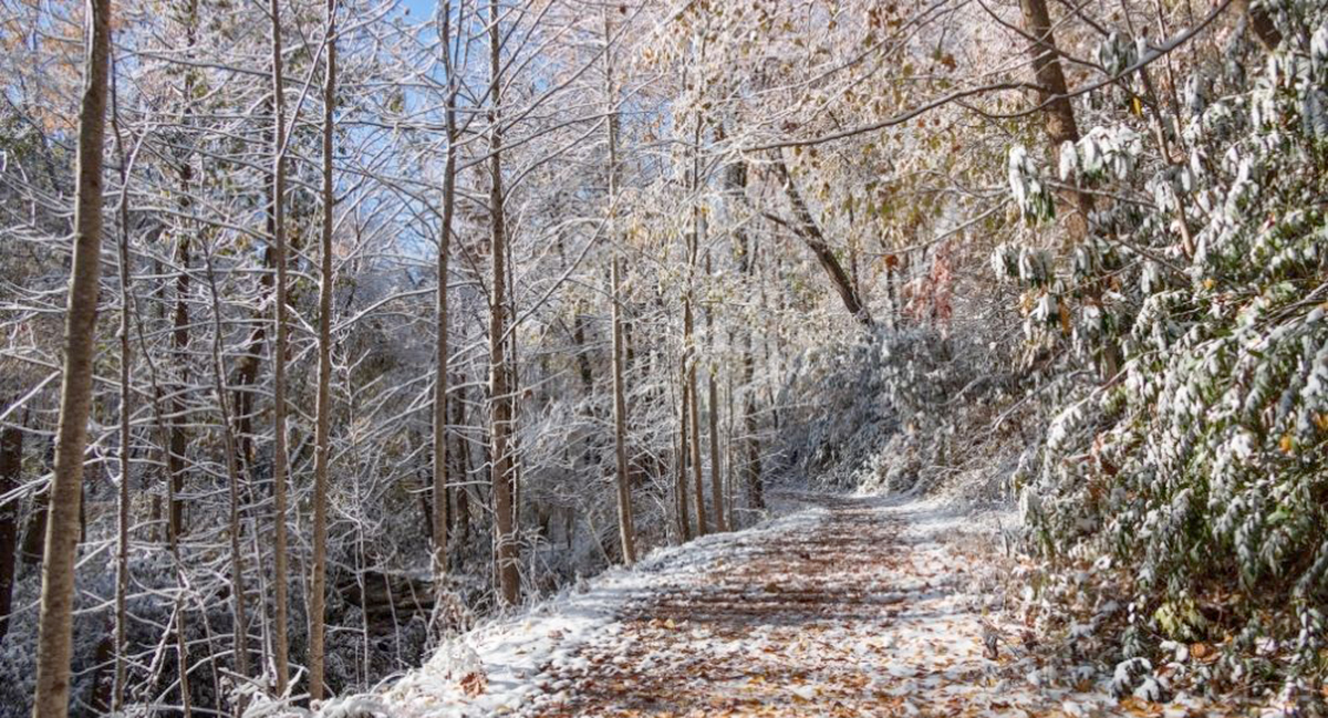 hiking trail - porters creek