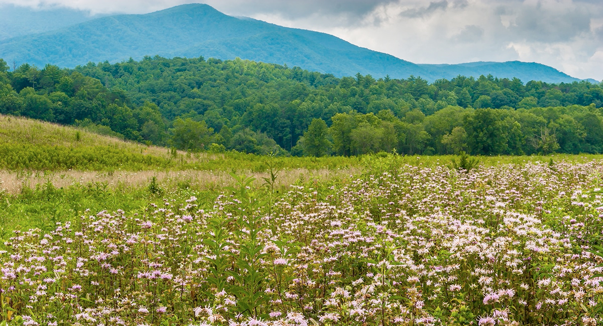 Spring Wildflower Hike in the Smoky Mountains