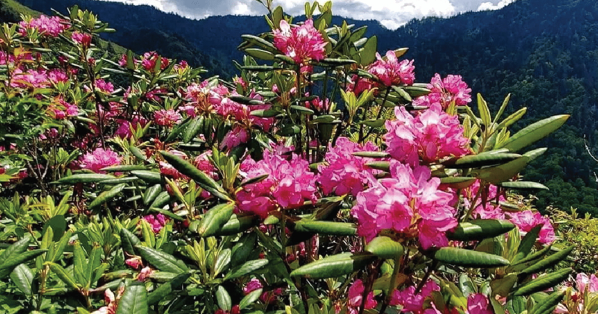 Take in stunning wildflowers on a spring hike in the Smokies