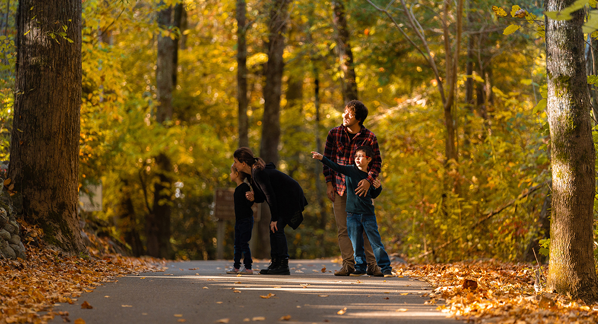 walking trail near pigeon forge surrounded by fall foliage
