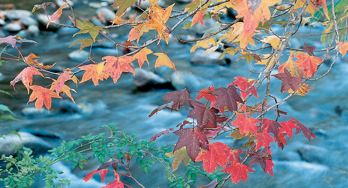 fall leaves along upper tremont road in the smoky mountains