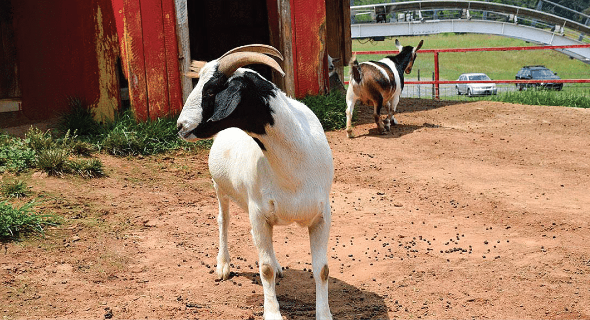 Goats on the Roof - Unique Experiences