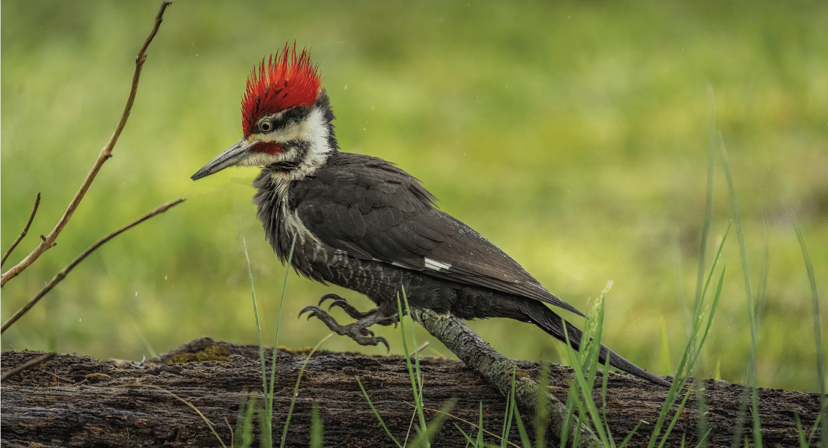 birds in the smoky mountains birds in the smoky mountains