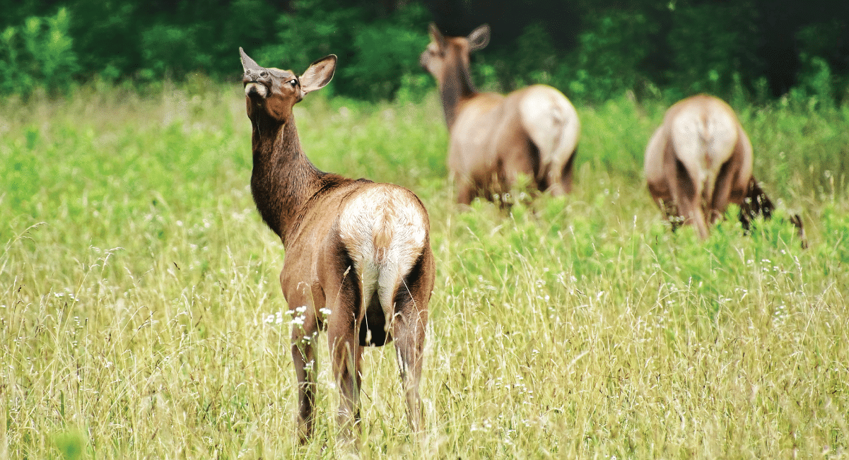elk safety in great smokymountain national park elk safety in great smokymountain national park