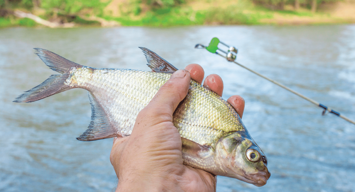 fish in the smoky mountains - trout and fish wildlife fish in the smoky mountains - trout and fish wildlife