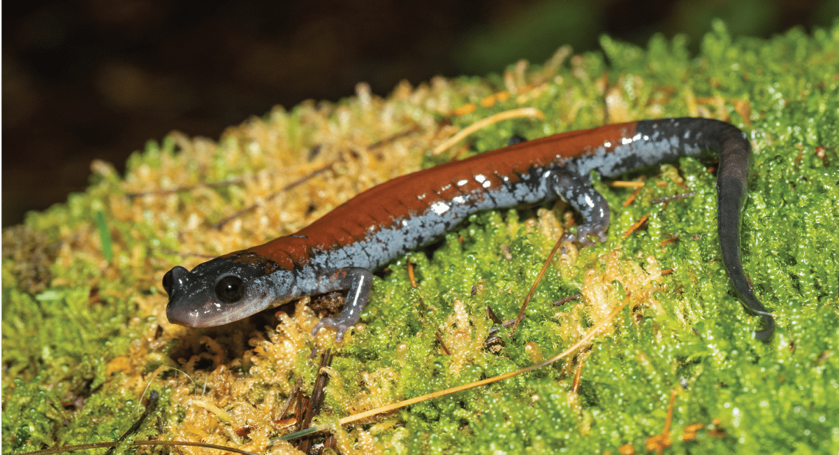 lungless salamanders - smoky mountain salamander lungless salamanders - smoky mountain salamander