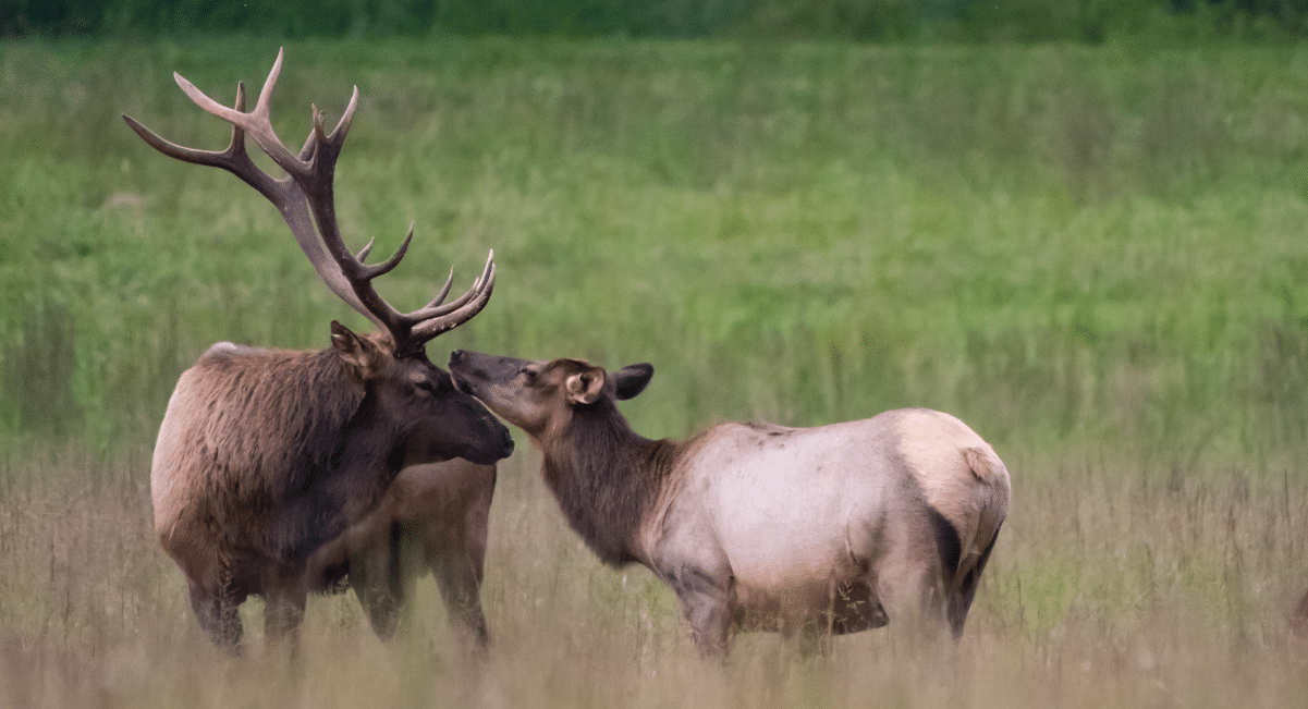 smoky mountain elk wildlife smoky mountain elk wildlife