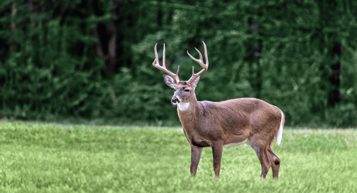 white tailed deer in the smoky mountains white tailed deer in the smoky mountains