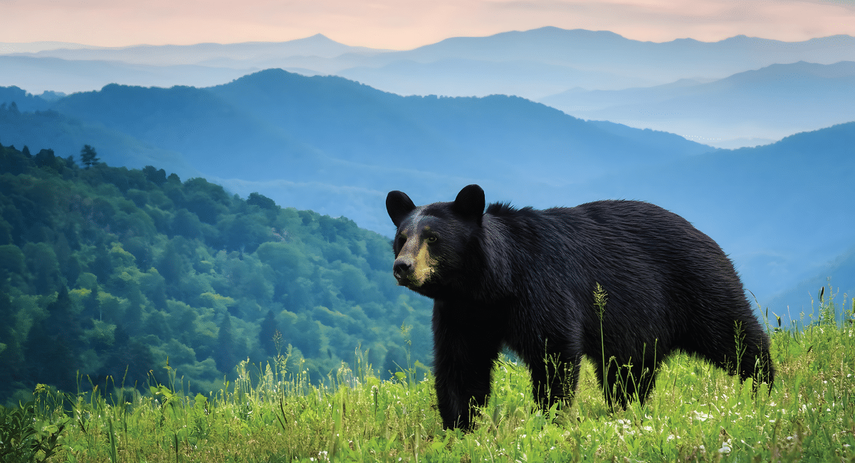 wildlife in the smoky mountains - black bear wildlife in the smoky mountains - black bear