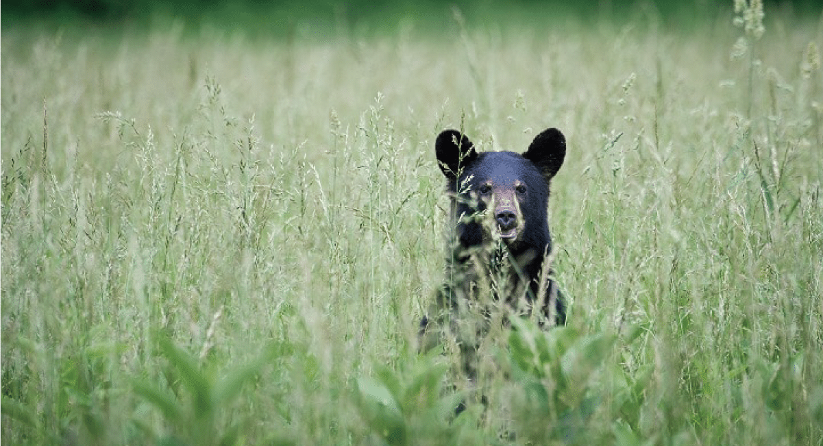 wildlife in the smoky mountains - black bears wildlife in the smoky mountains - black bears