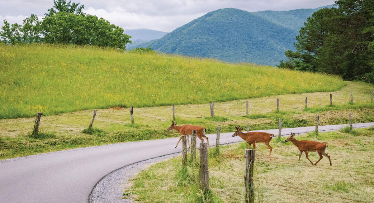 wildlife in the smoky mountains - white tailed deer wildlife in the smoky mountains - white tailed deer
