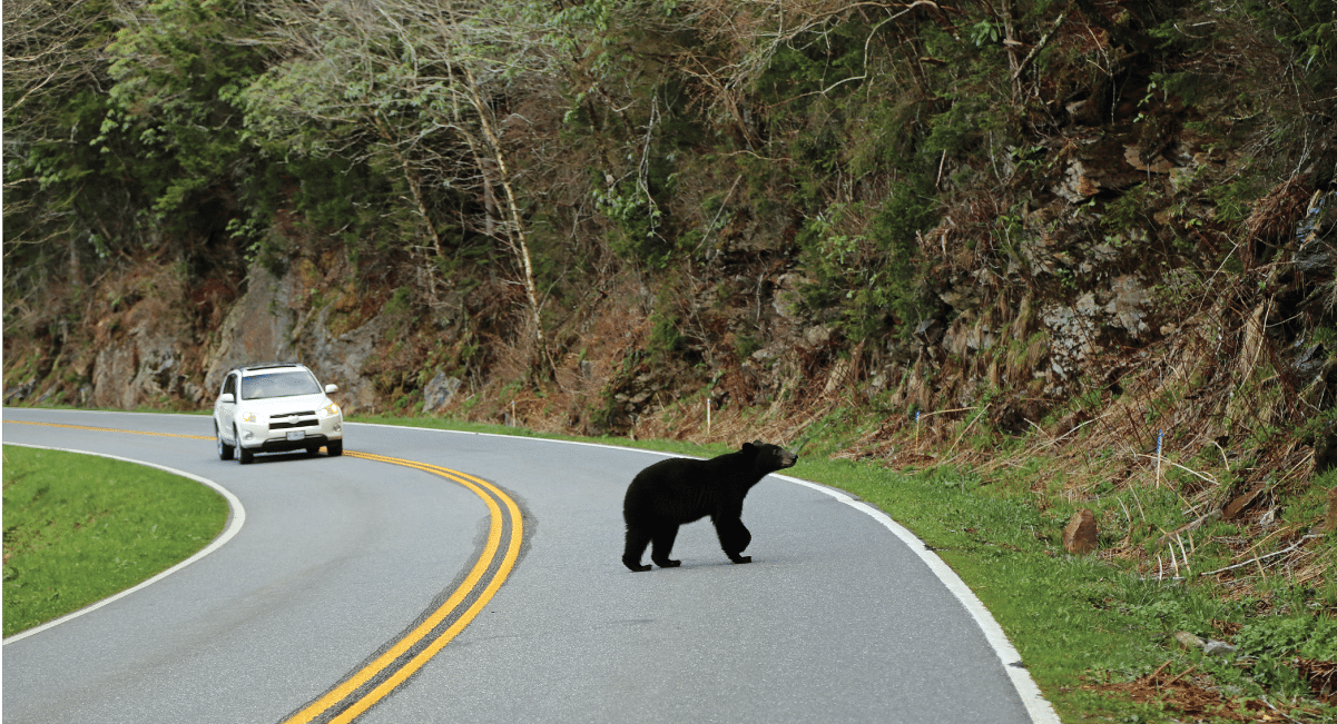 wildlife safety in great smokymountain national park wildlife safety in great smokymountain national park