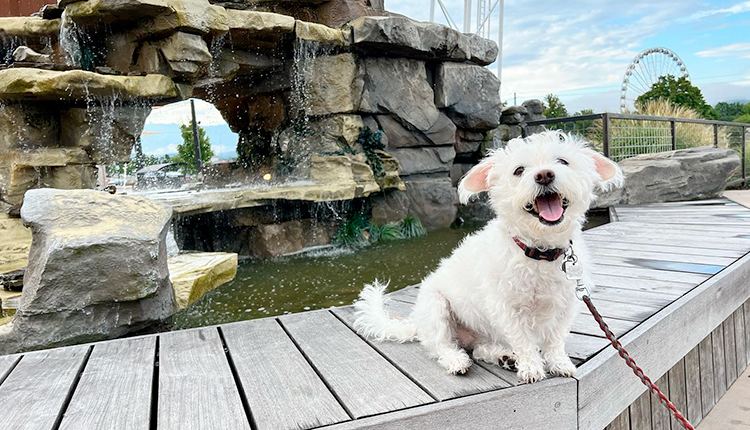 discover Pet-Friendly Pigeon Forge, TN