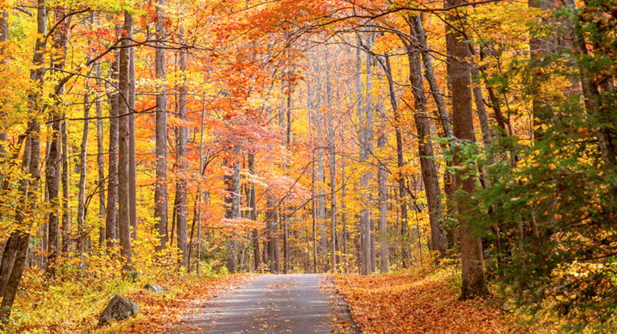 Roaring Fork Motor Nature Trail in pigeon forge
